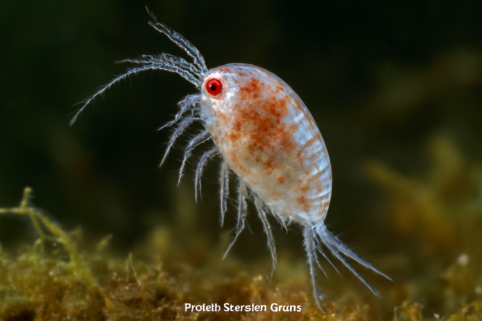 Pseudobradya Faroe