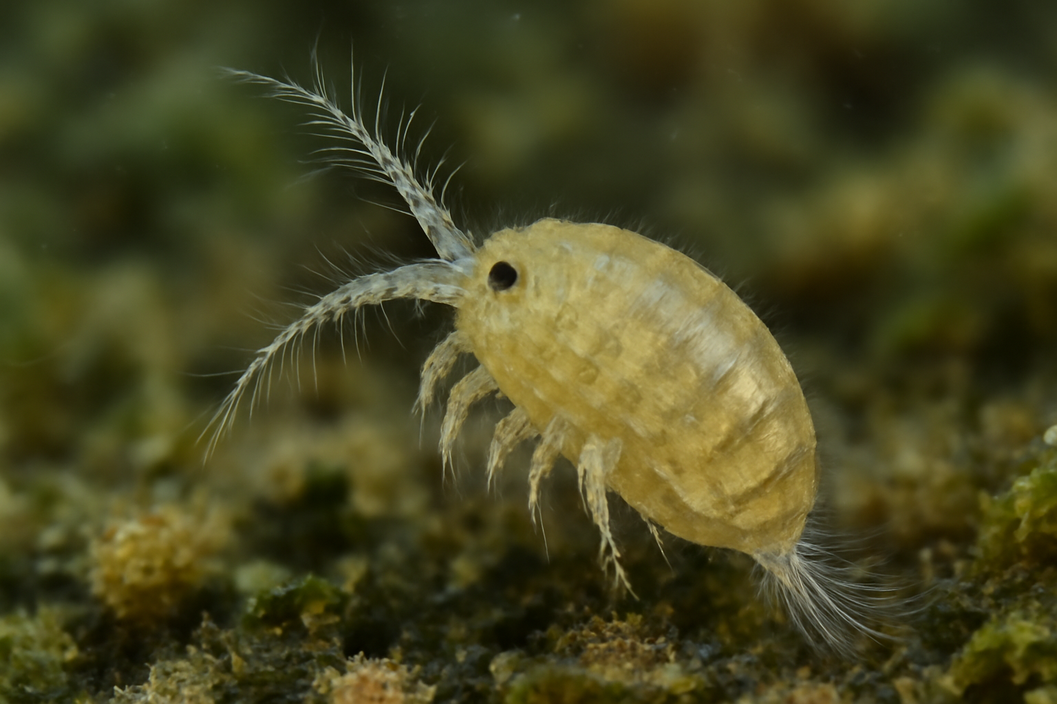 Pseudobradya Pacific