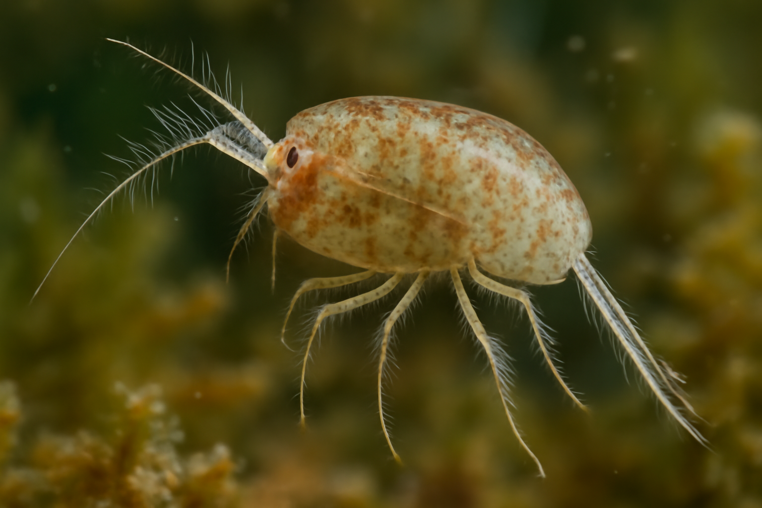 Pseudobradya Atlantic