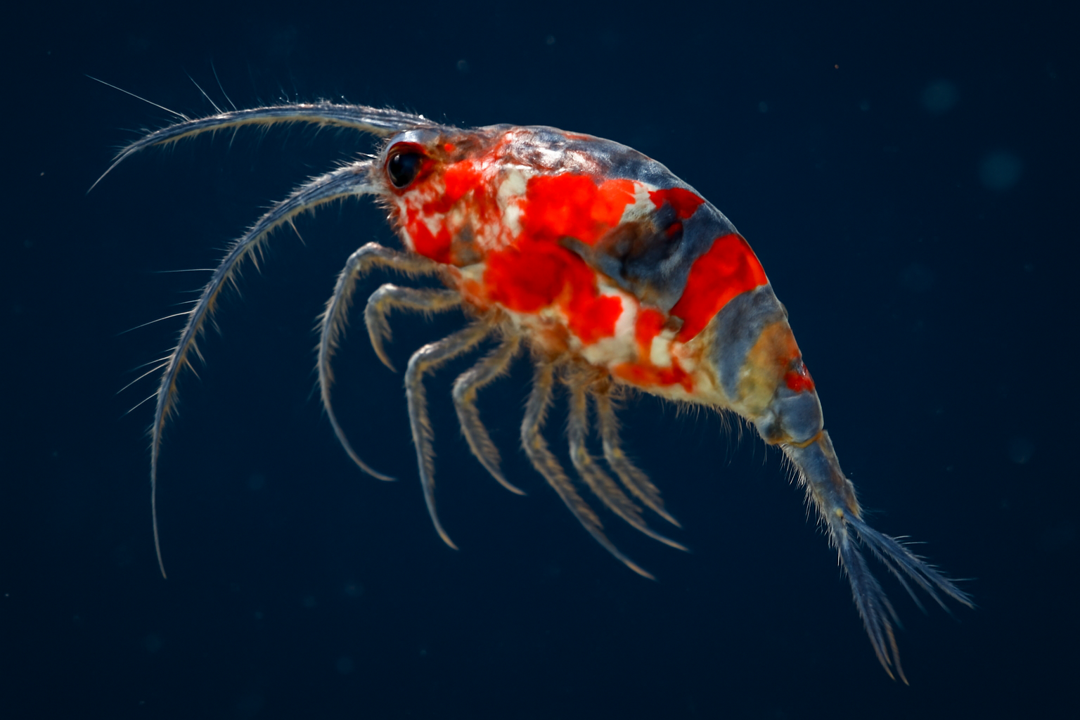 Harlequin copepod