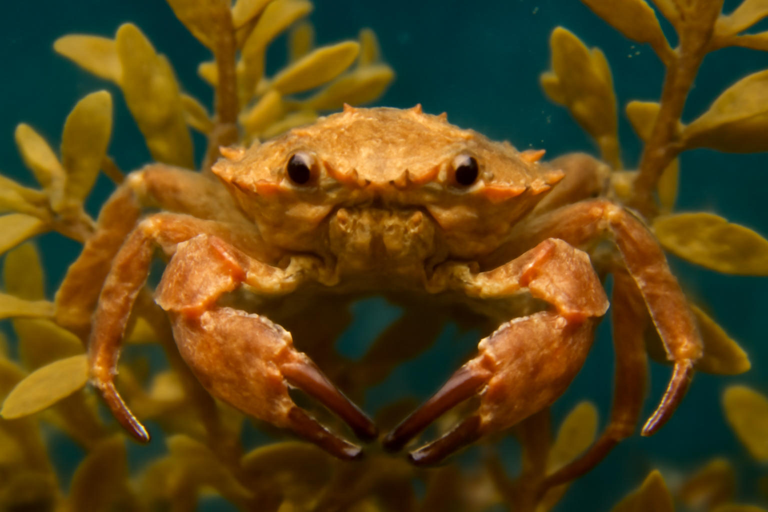 Gulf Weed Crab