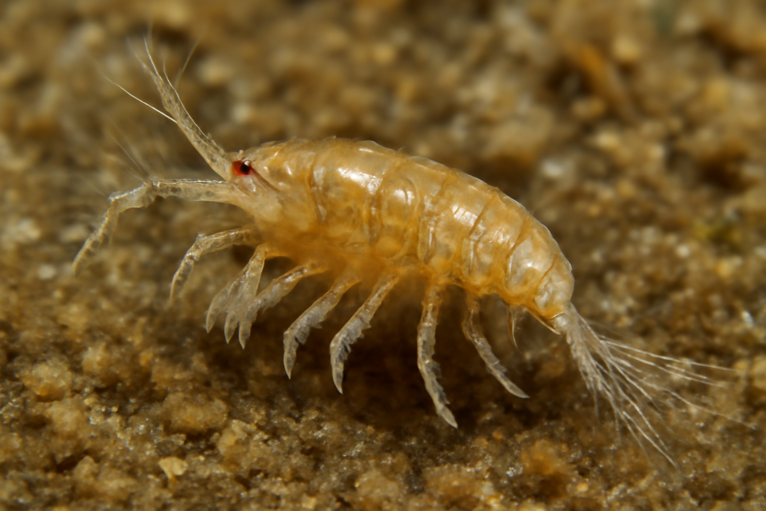 Echinolaophonte armiger