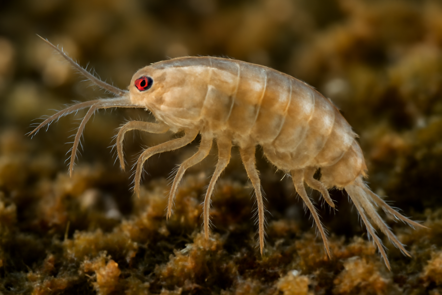 Paralaophonte livingstonei