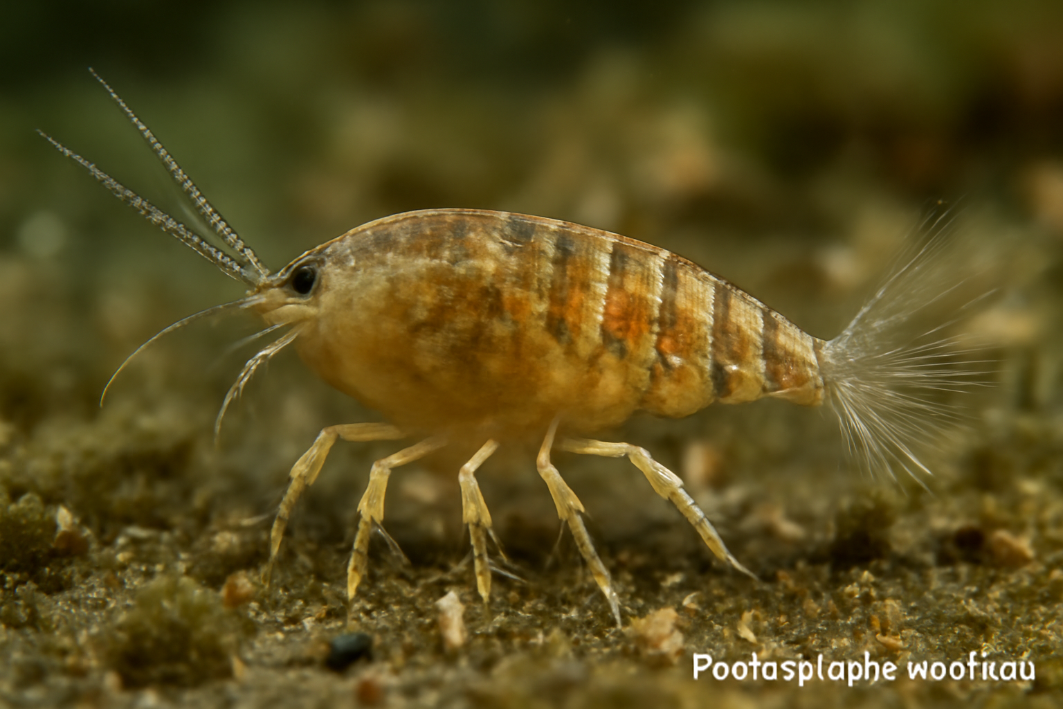 Paralaophonte maxillaris