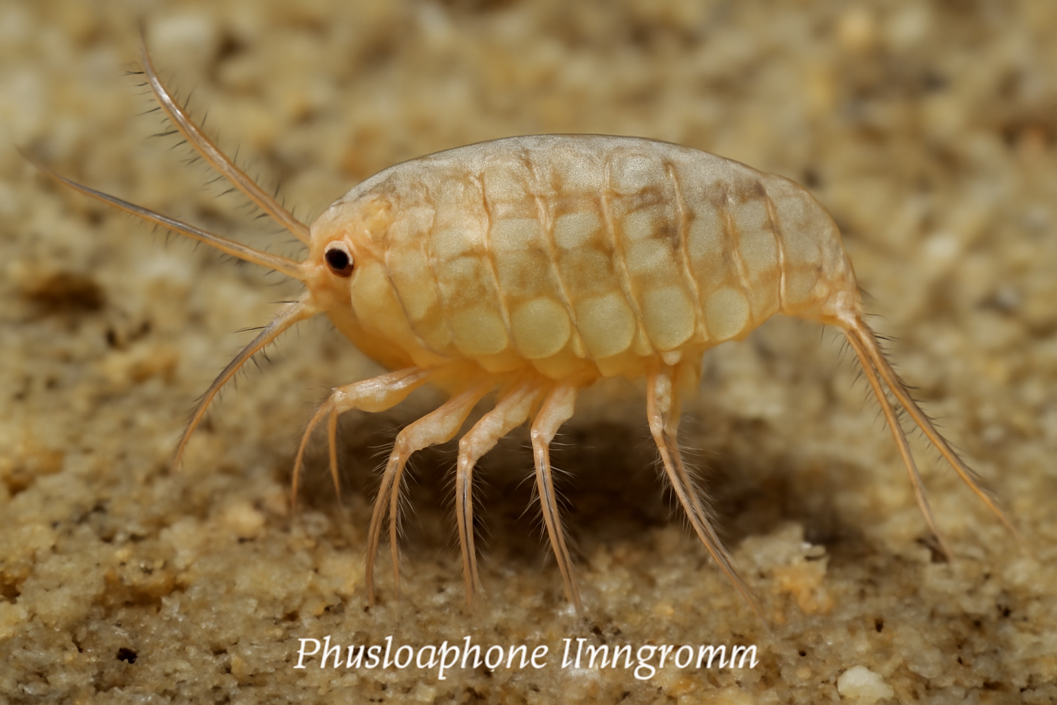 Philolaophonte livingstonei