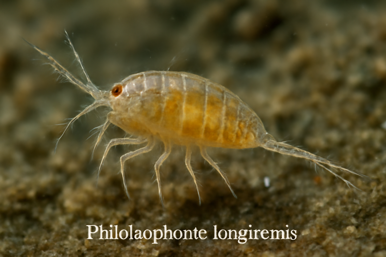 Philolaophonte longiremis