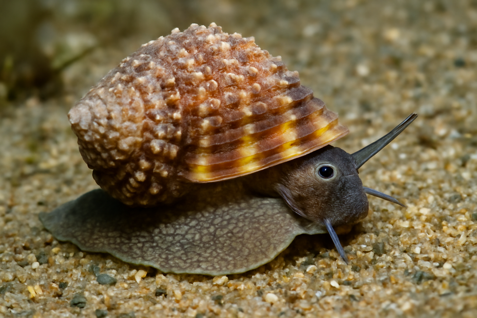 Rough Sand Snail