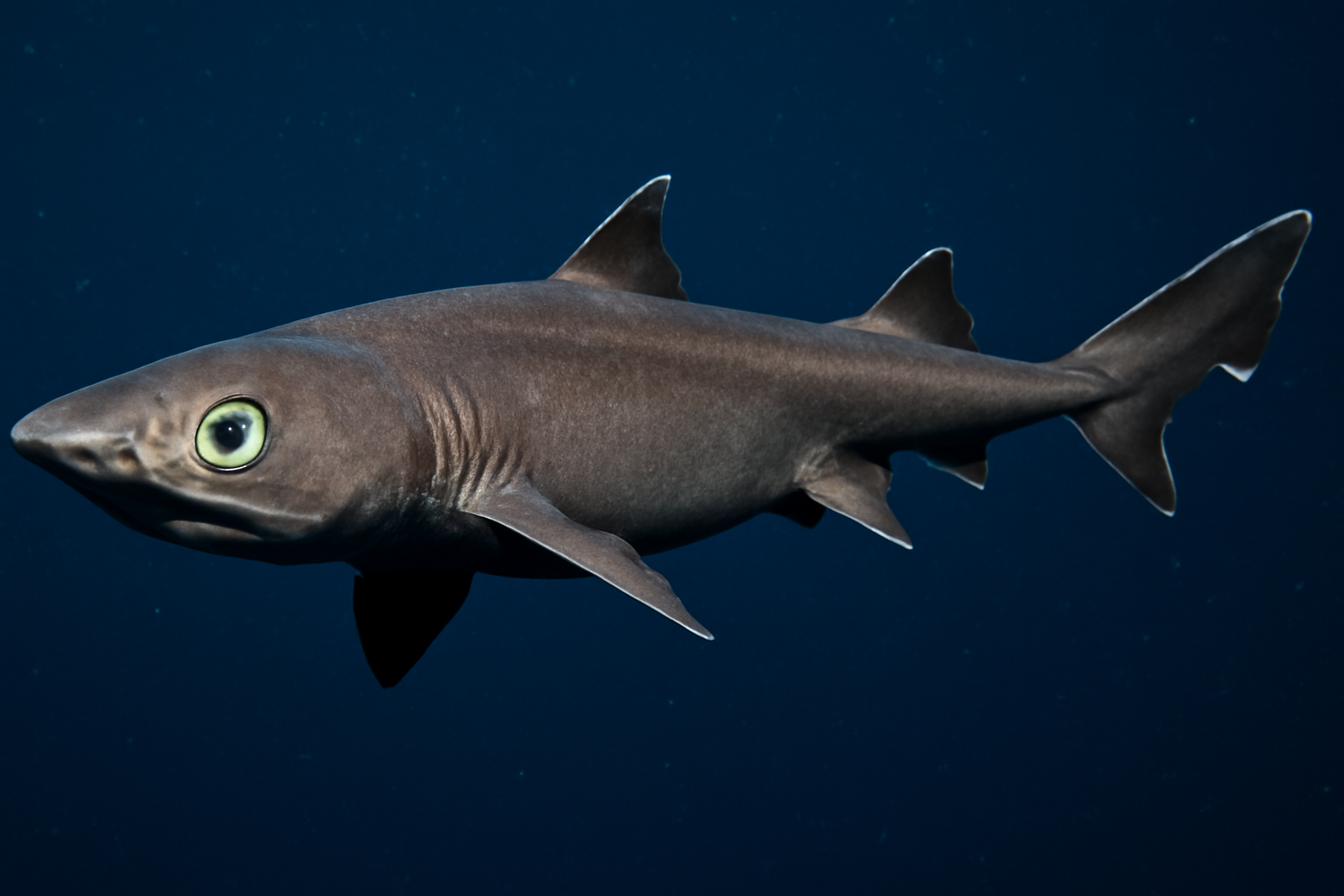 Four-spined lanternshark
