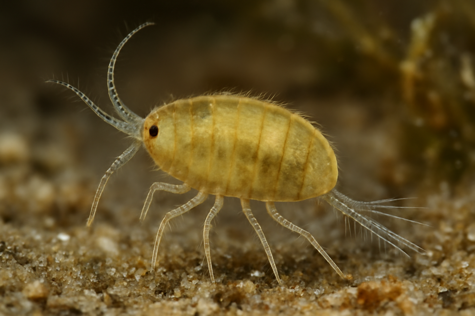 Stenhelia pubescens