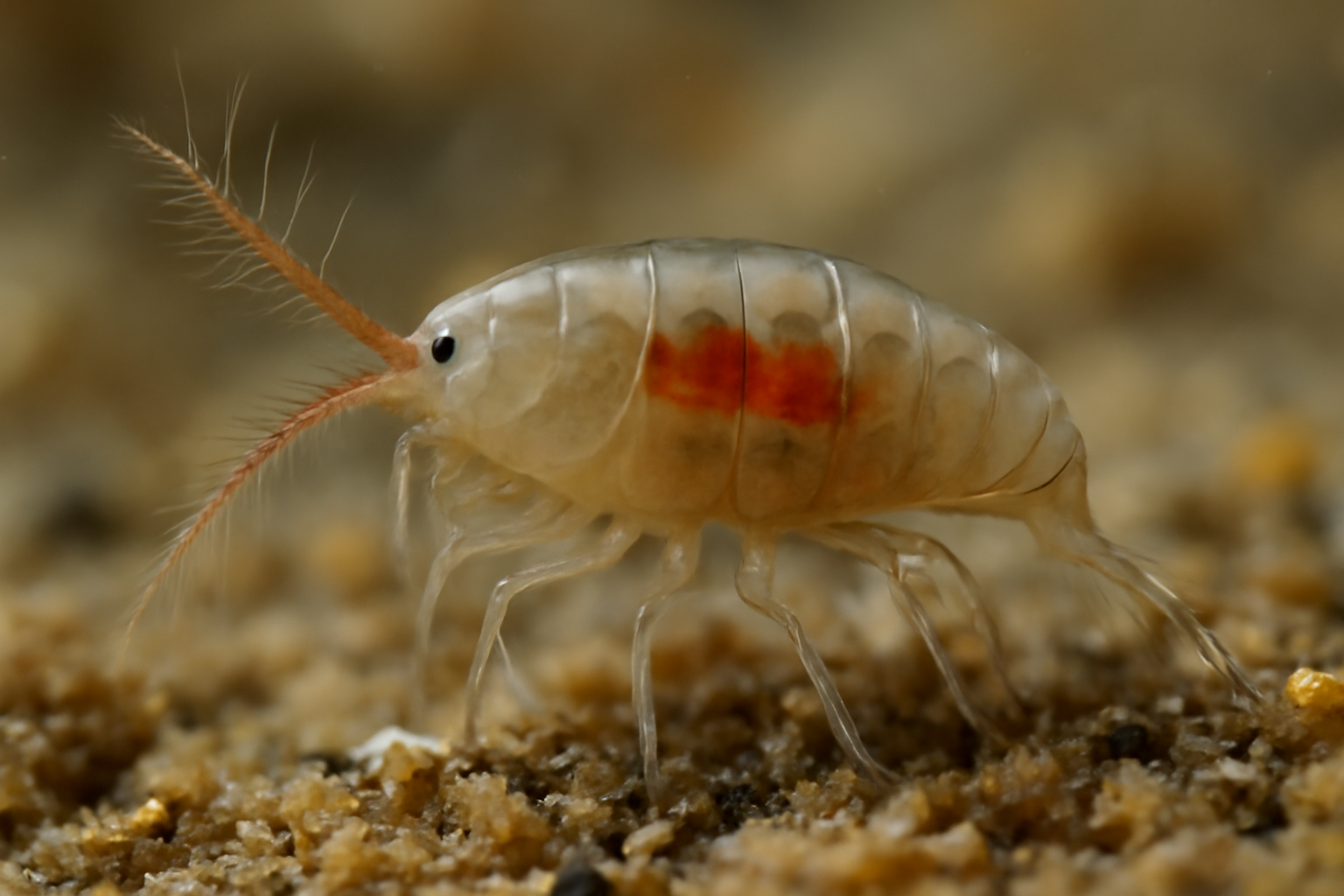Stenhelia peniculata