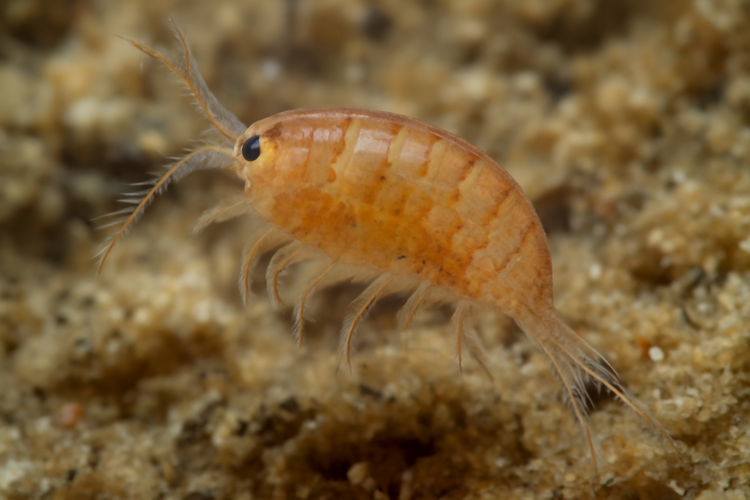 Stenhelia gibbosa