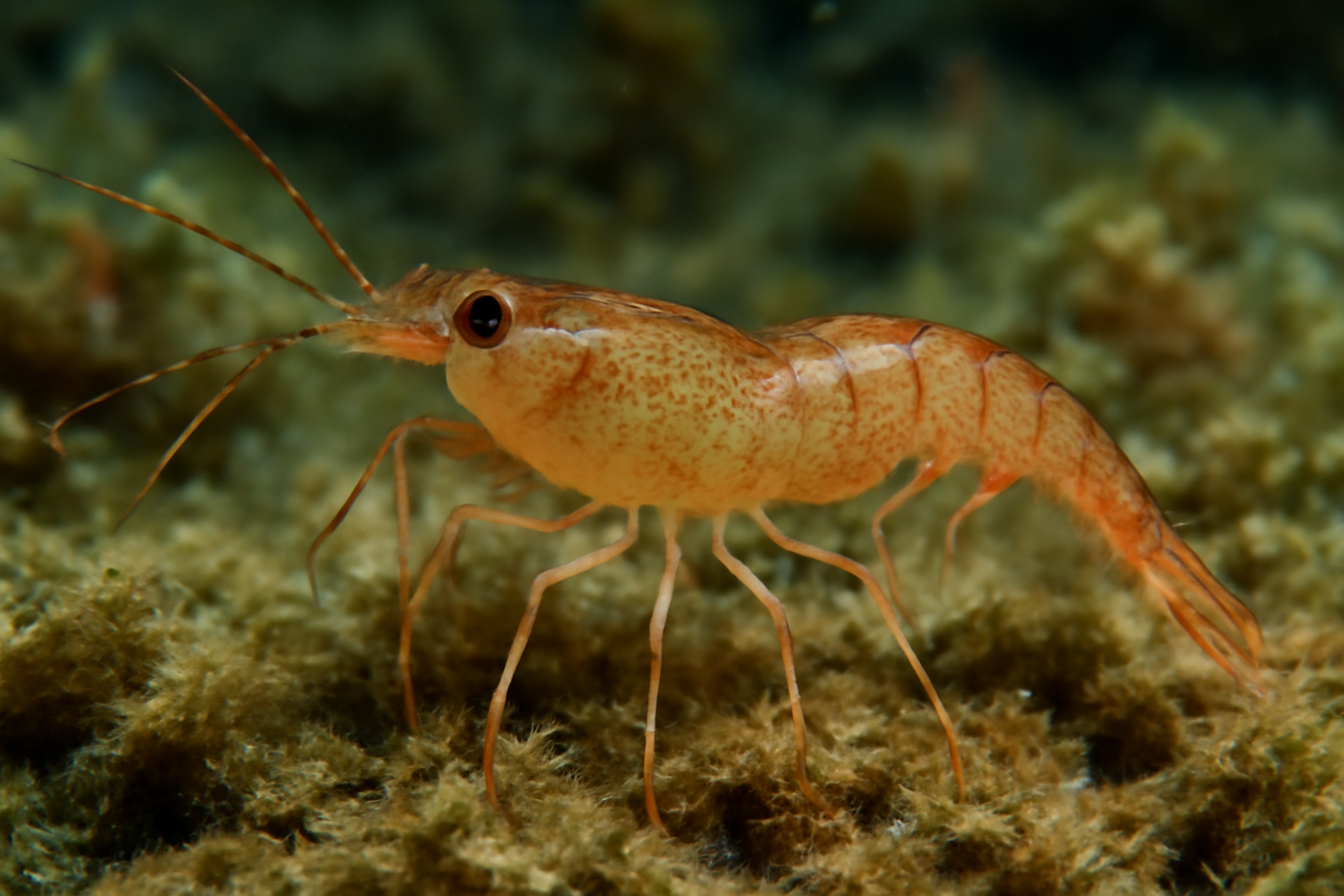 Thalestris shrimp