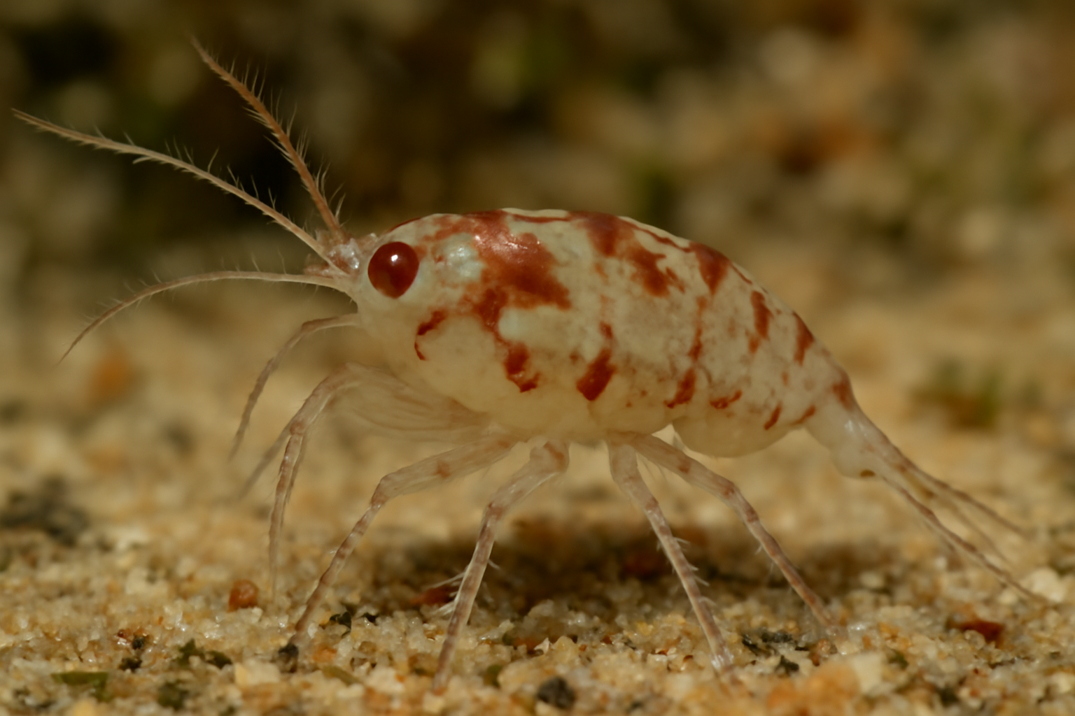 Xanthilaophonte livingstoni
