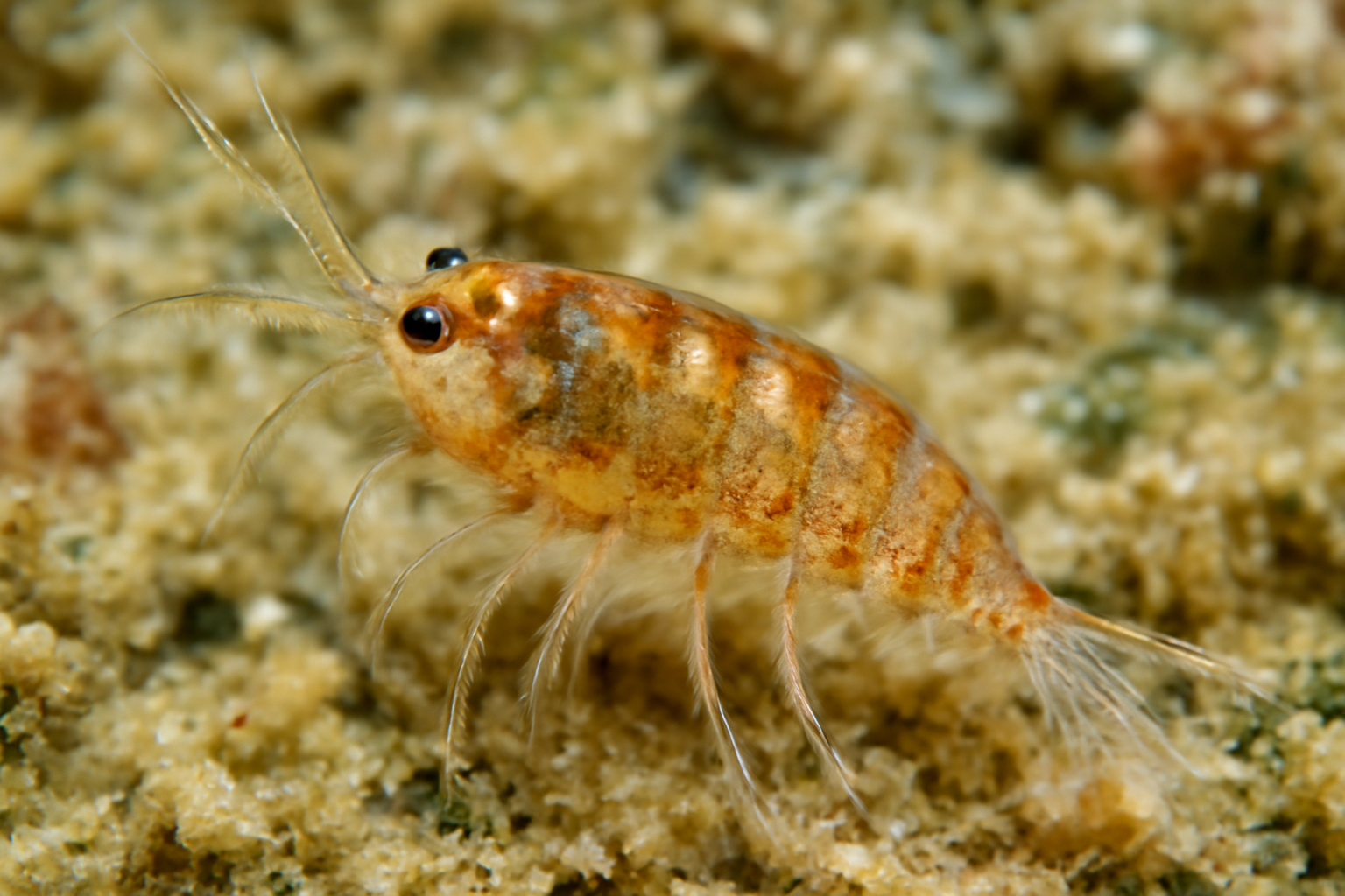Xanthilaophonte paulinae