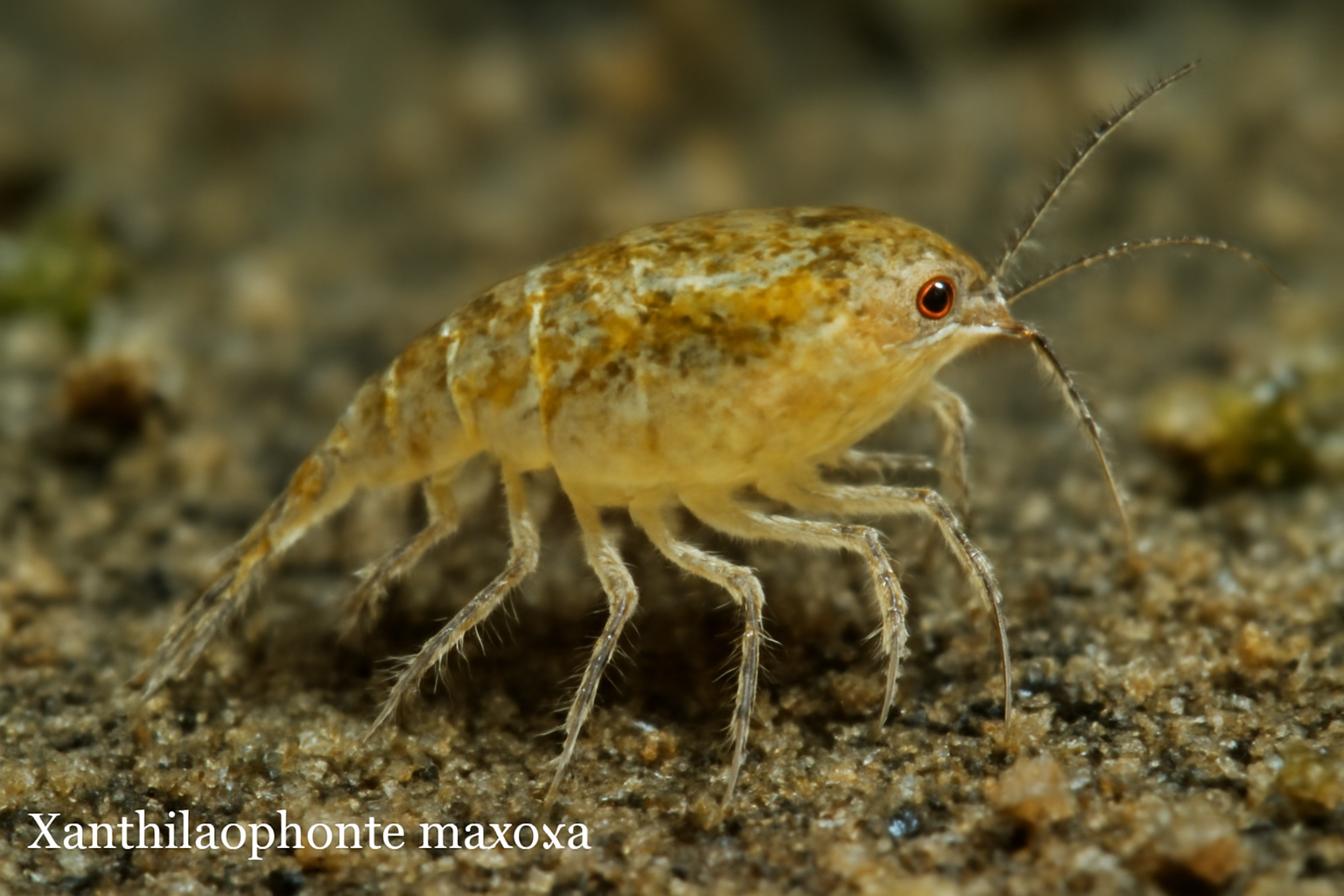 Xanthilaophonte mucosa