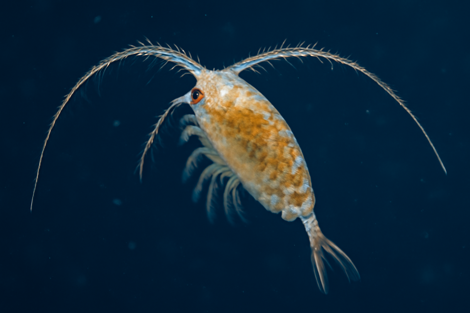 Northern long-horned copepod