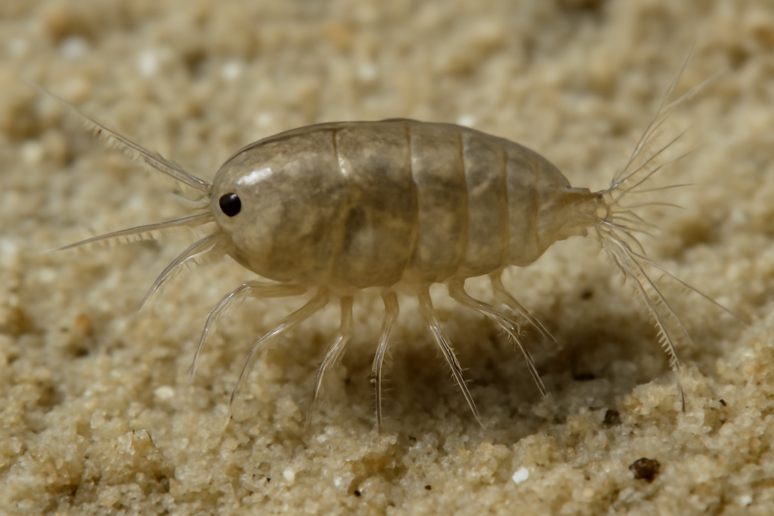 Brevirostris Enhydrosoma