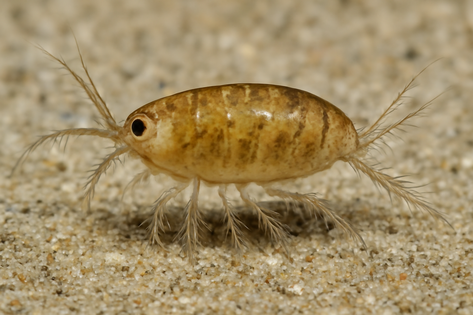 Caribbean Enhydrosoma