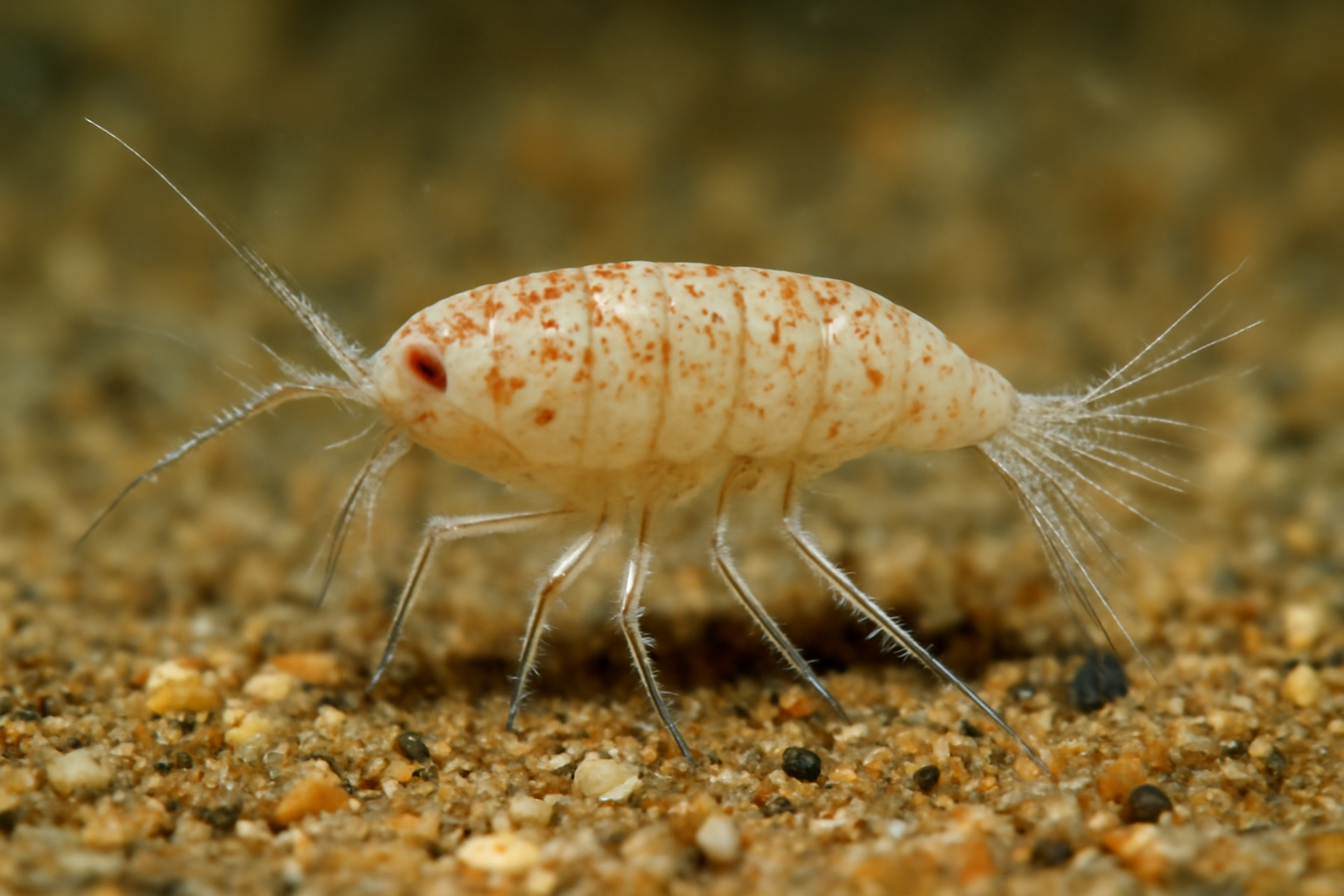 Gippsland Enhydrosoma
