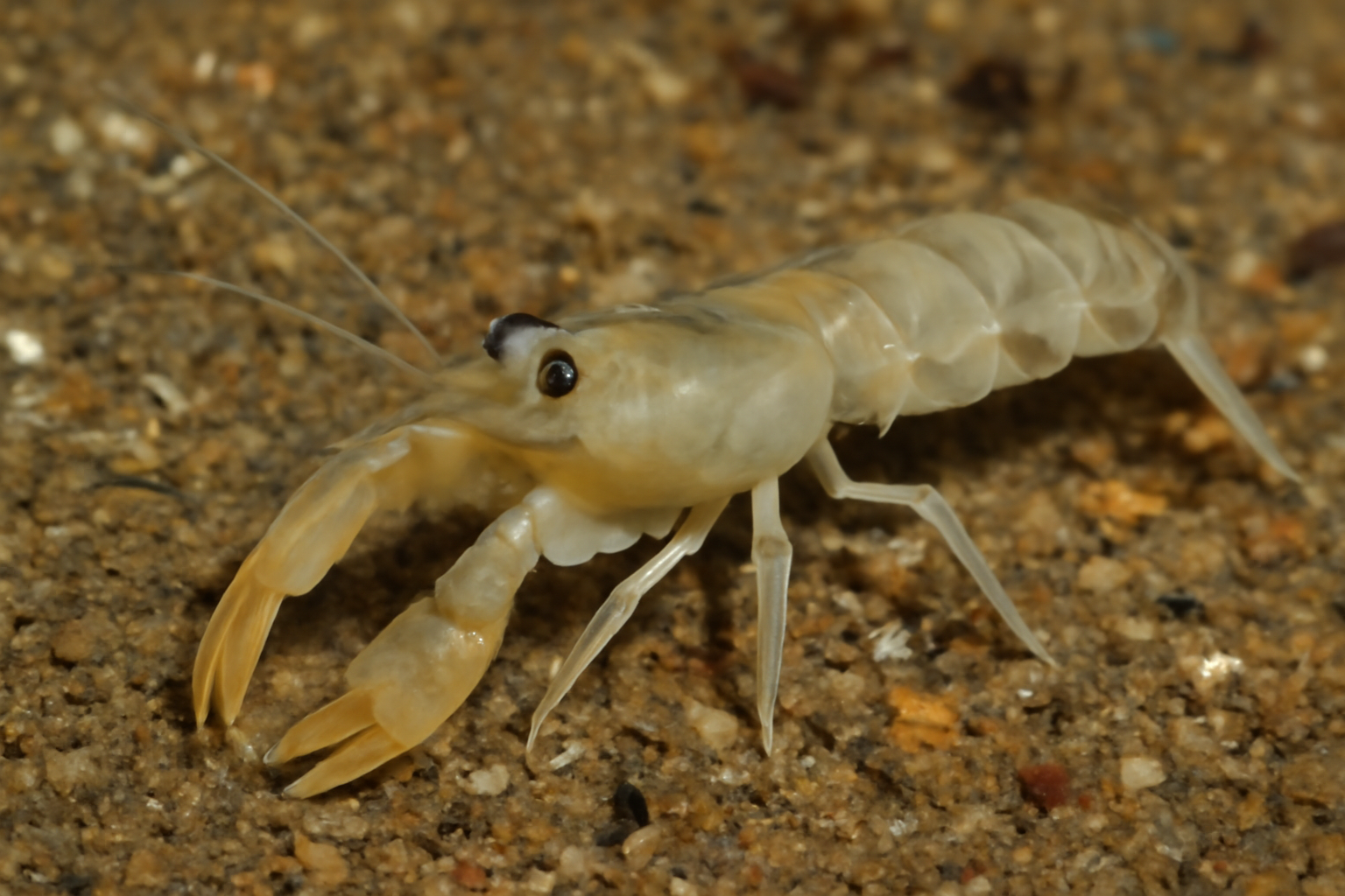 Short-fingered mud shrimp