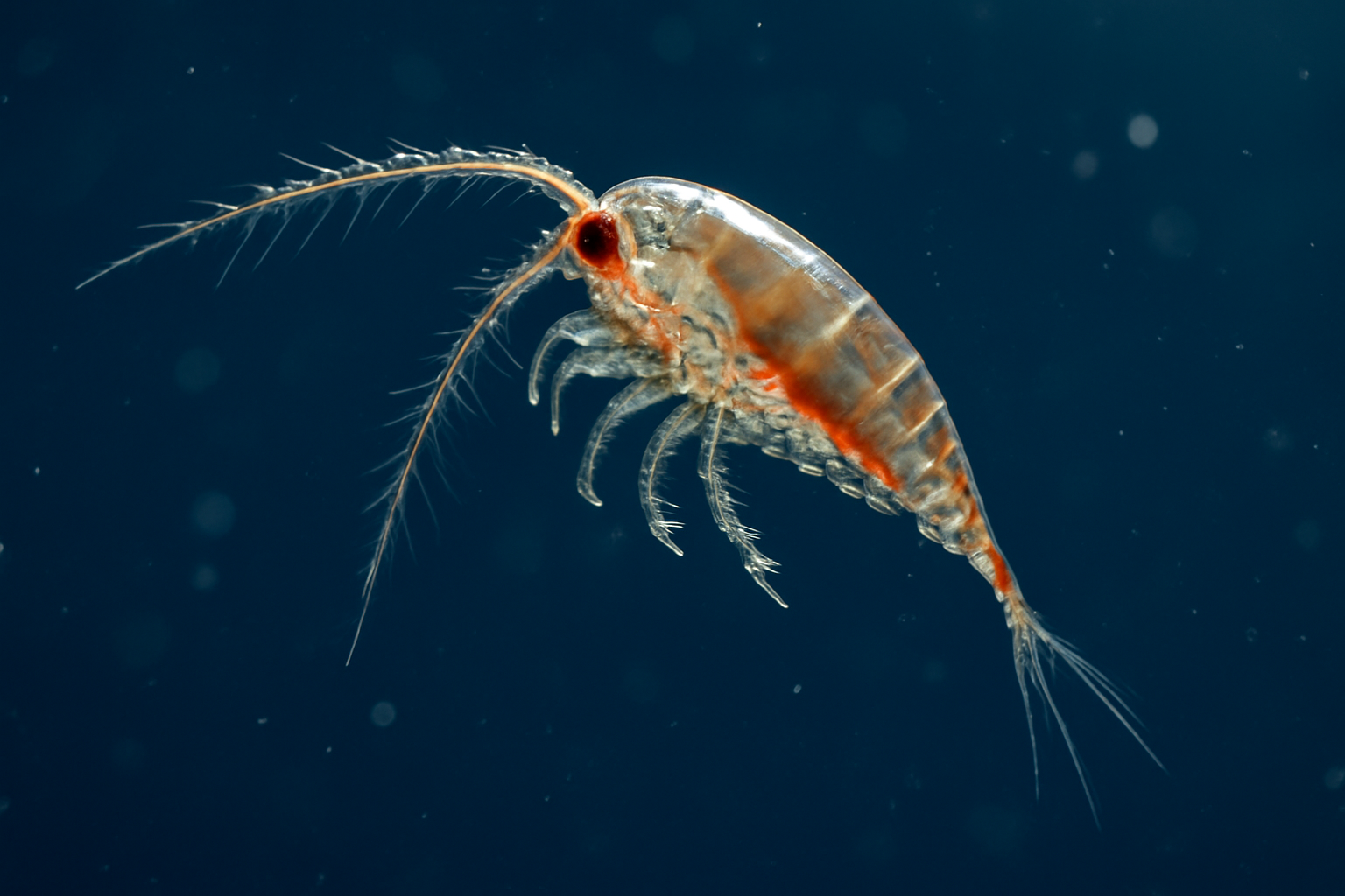 Clausocalanus minor