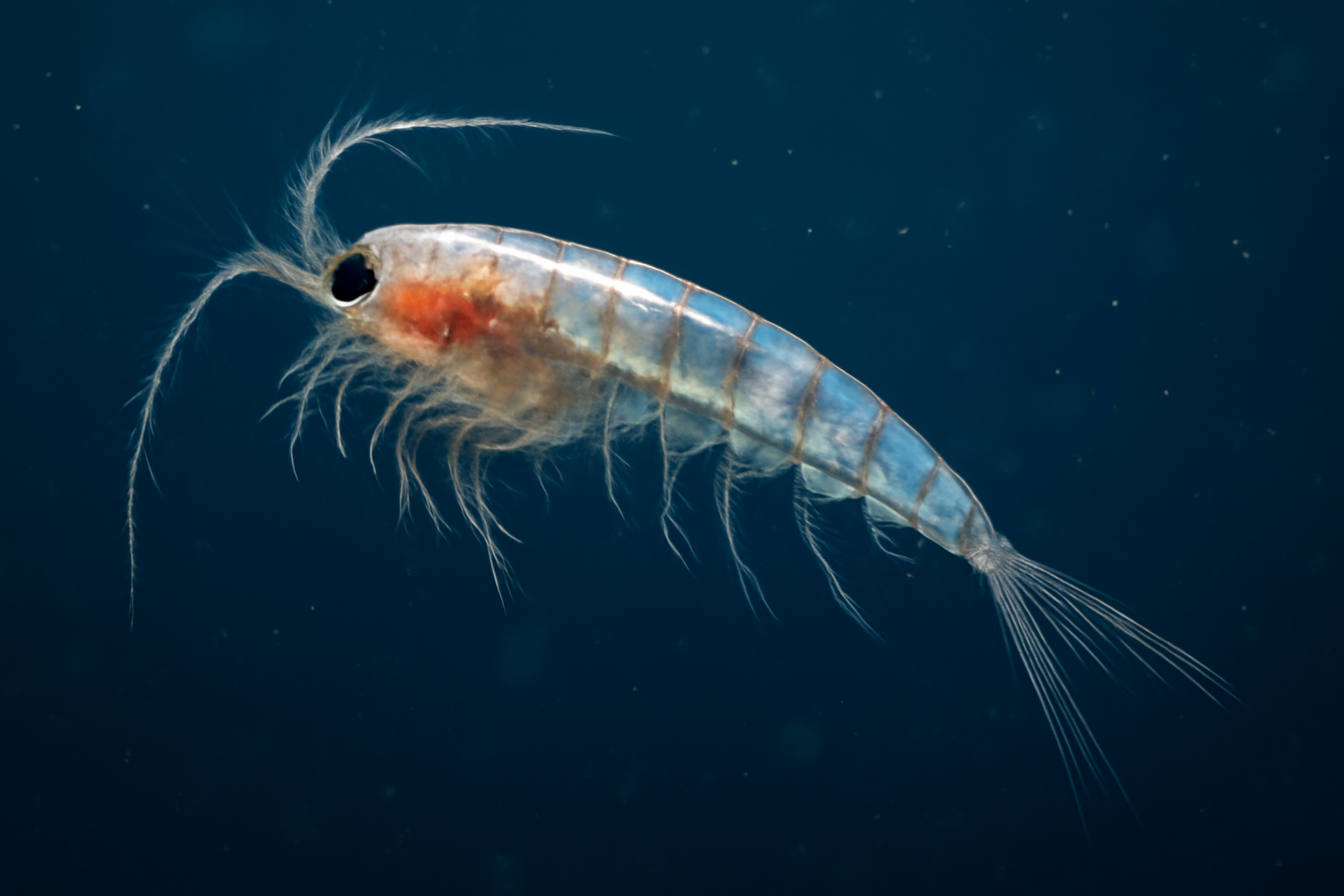 Pseudocalanus elongatus