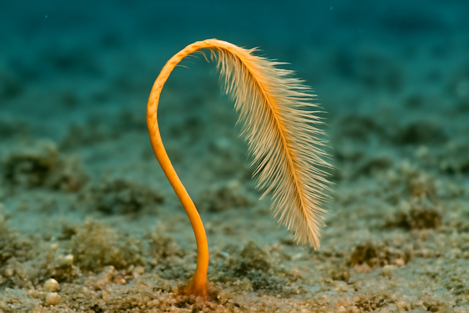 Catanema spicatum