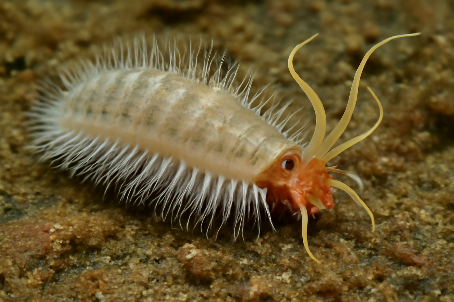 Catanema loricatum