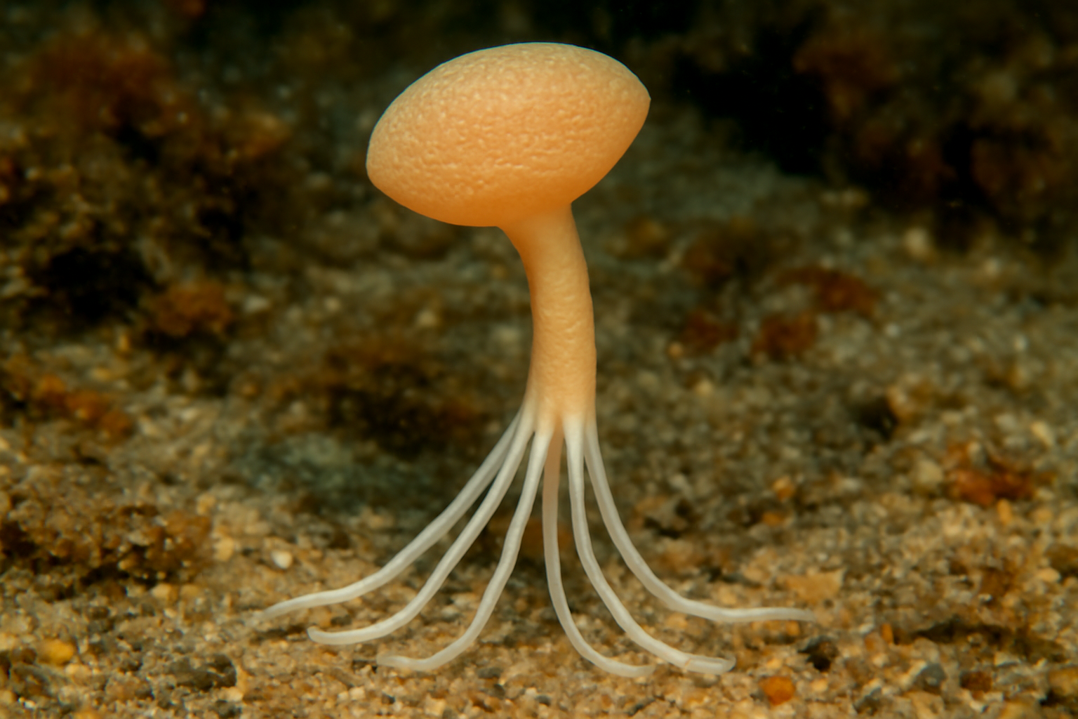 Catanema immersum