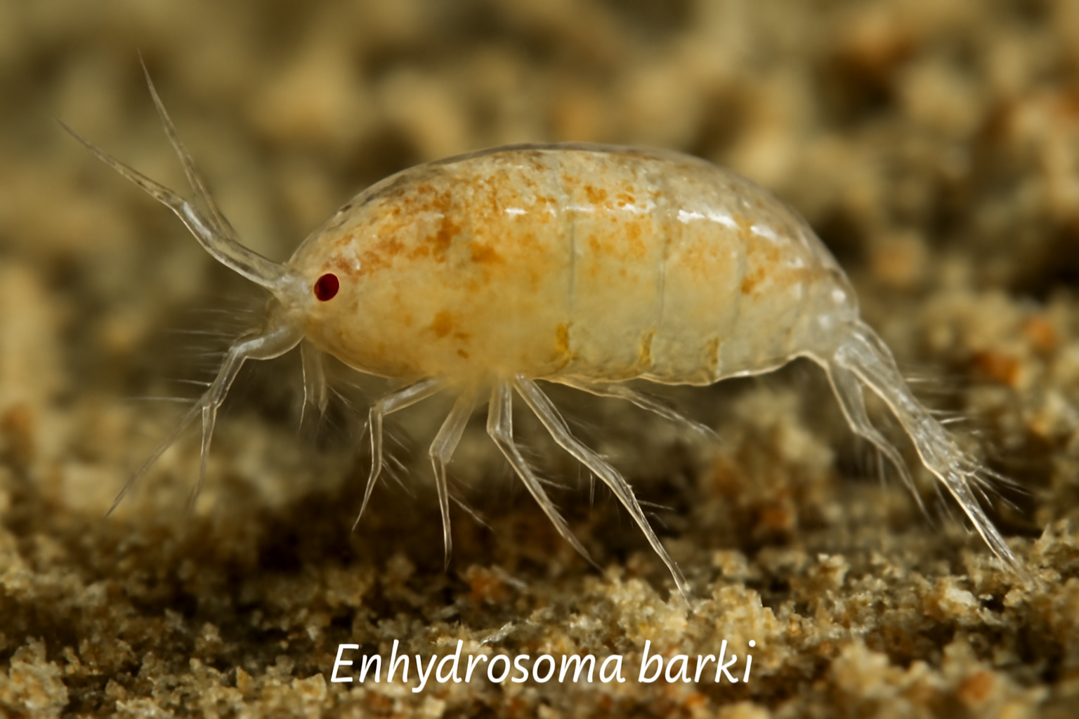 Enhydrosoma barki