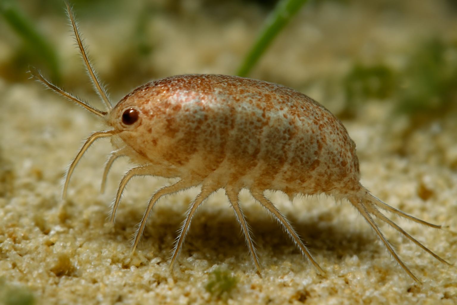 Enhydrosoma galea