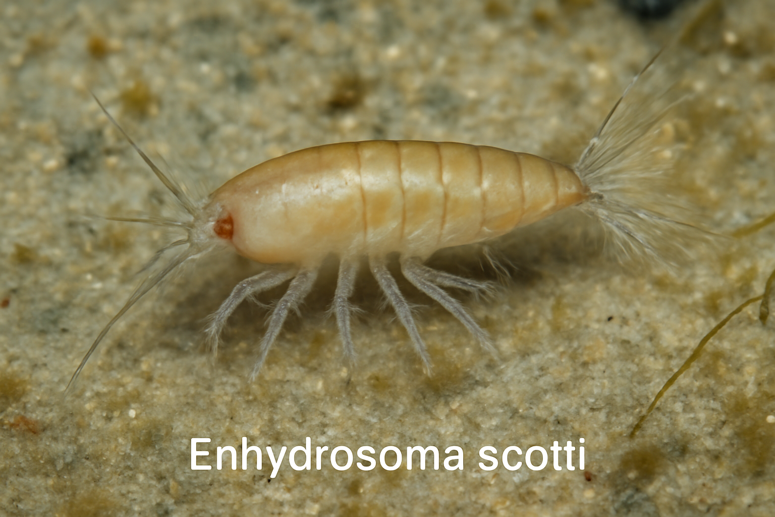 Enhydrosoma scotti