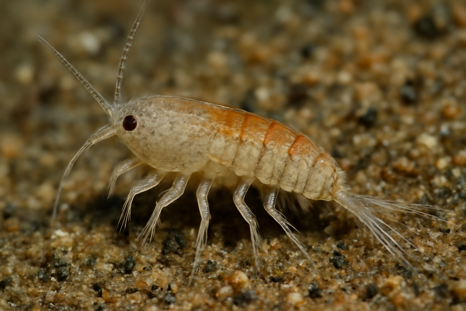 Enhydrosoma vervoorti