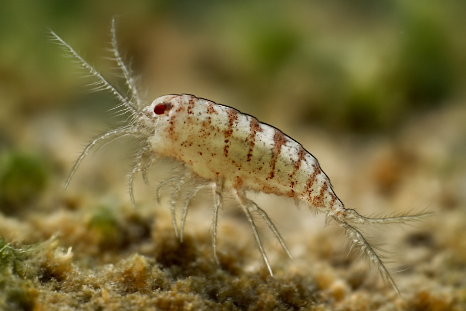 Copepod Parastenhelia spinosa