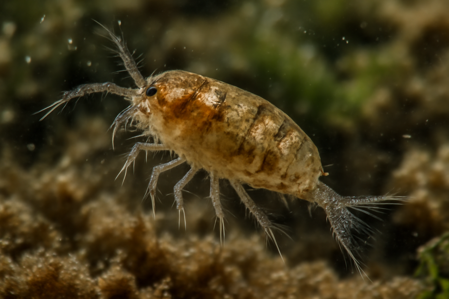Copepod Parastenhelia megalops