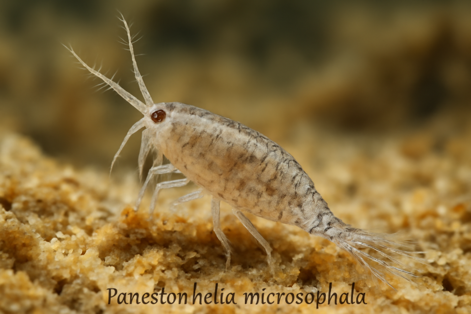 Copepod Parastenhelia microcephala