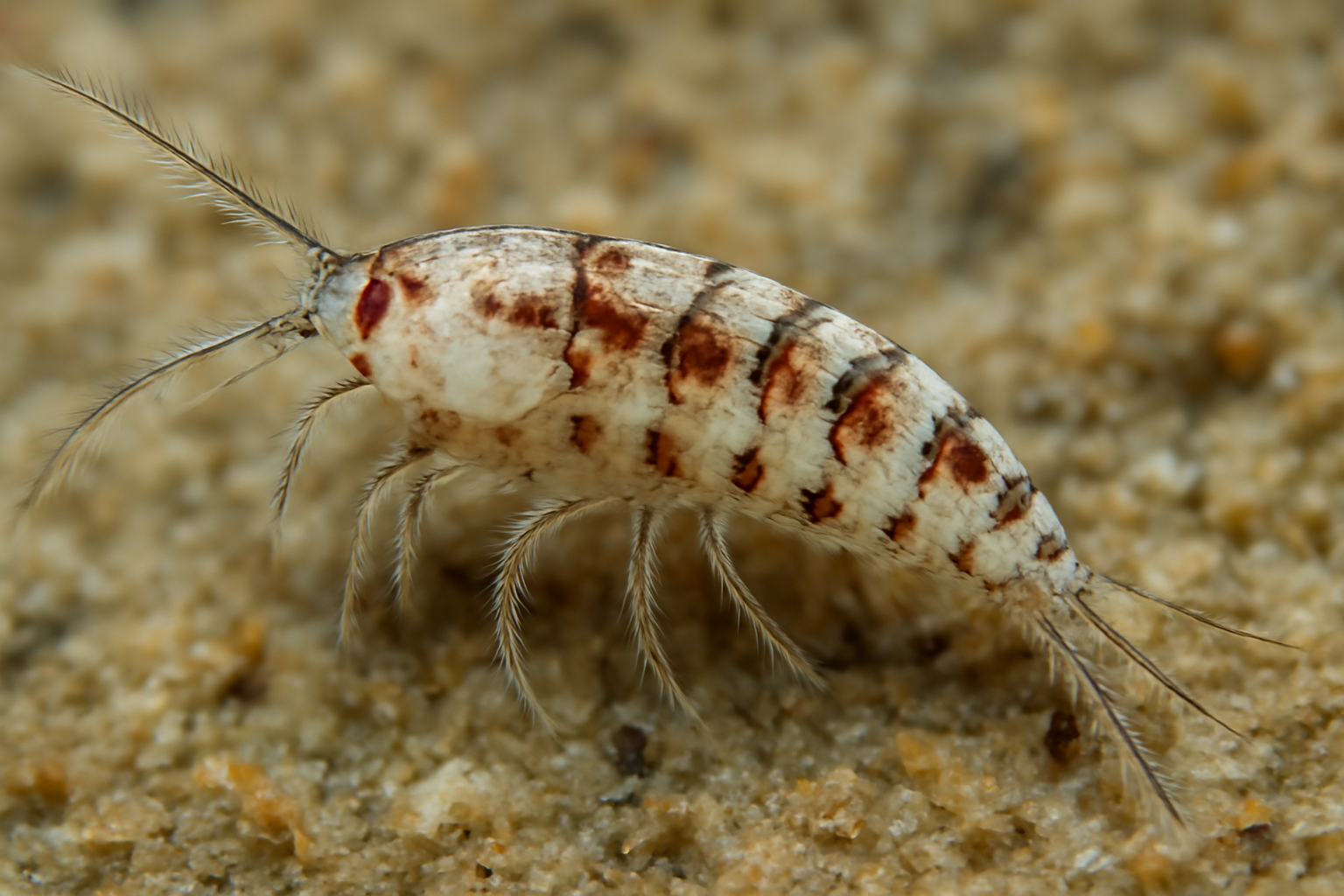 Copepod Parastenhelia variabilis