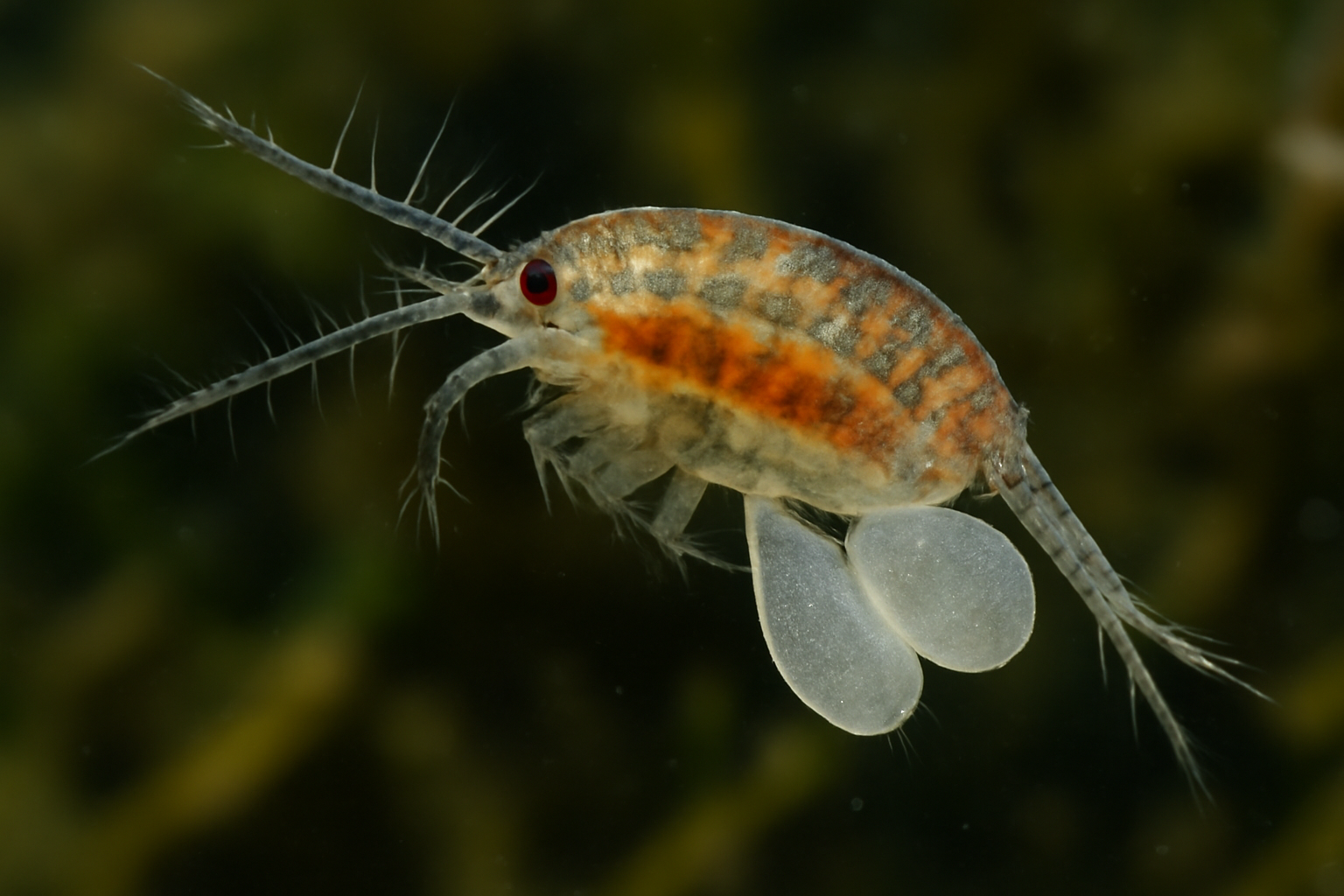Robertgurneya's Copepod