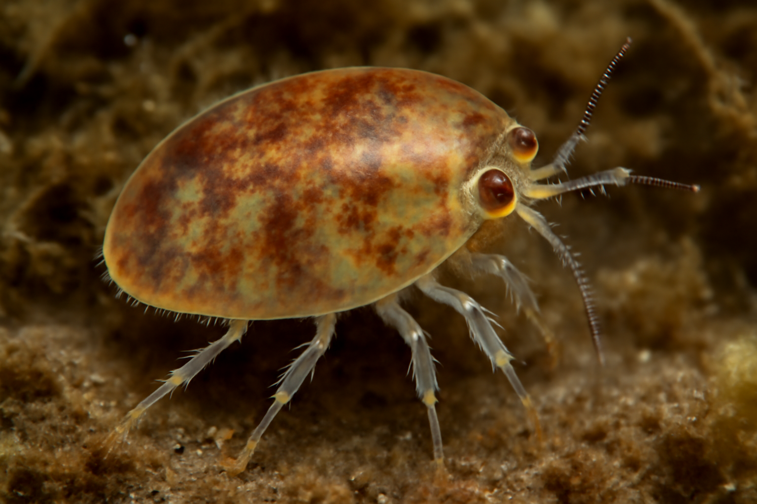 Paraporcellidium species