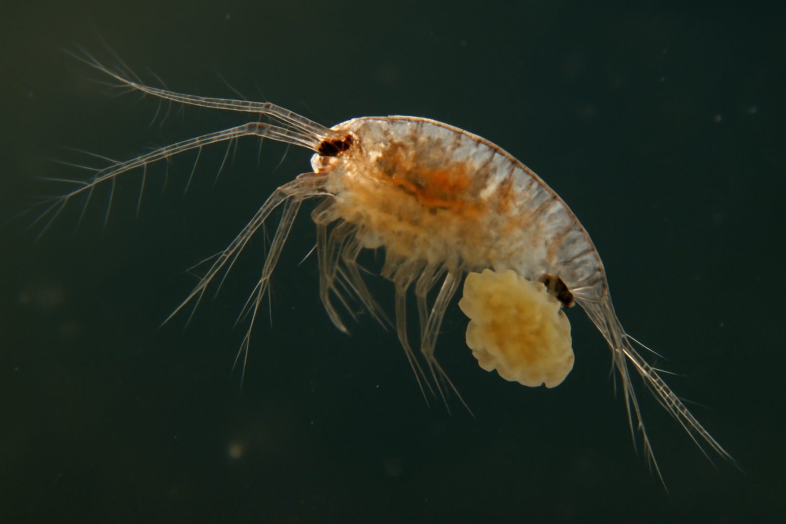 Eurytemora affinis