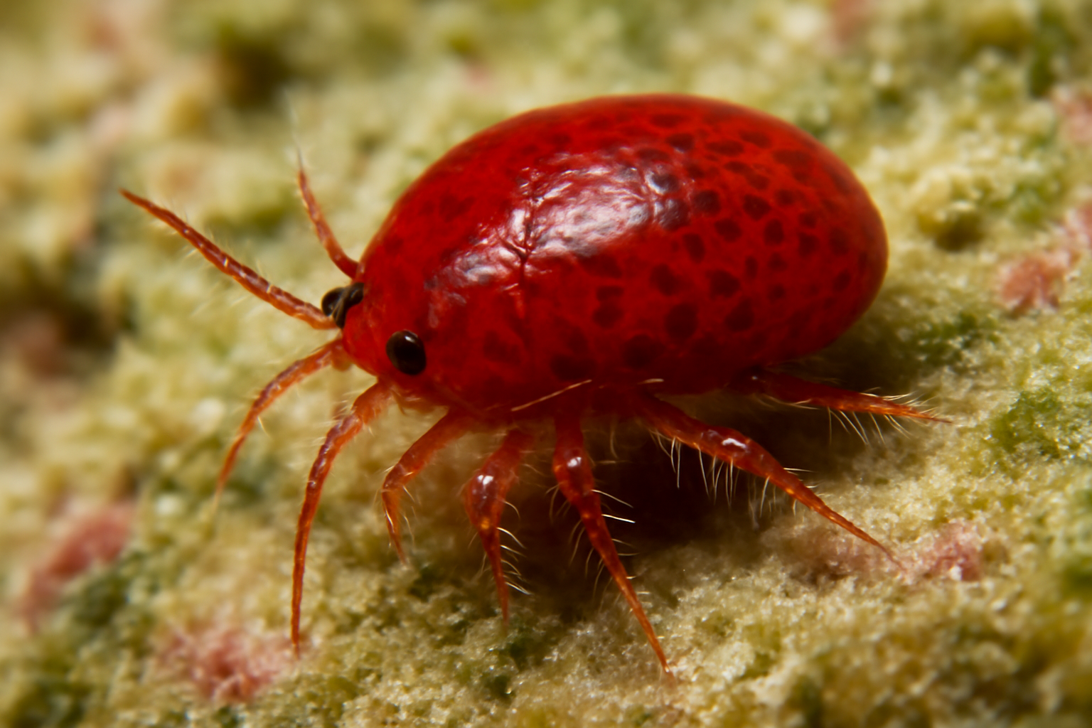 Red Sea Tegastes