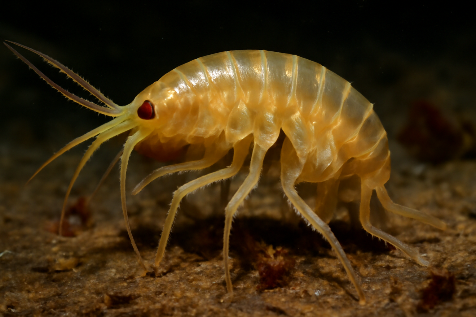 Antarctic Benthic Amphipod