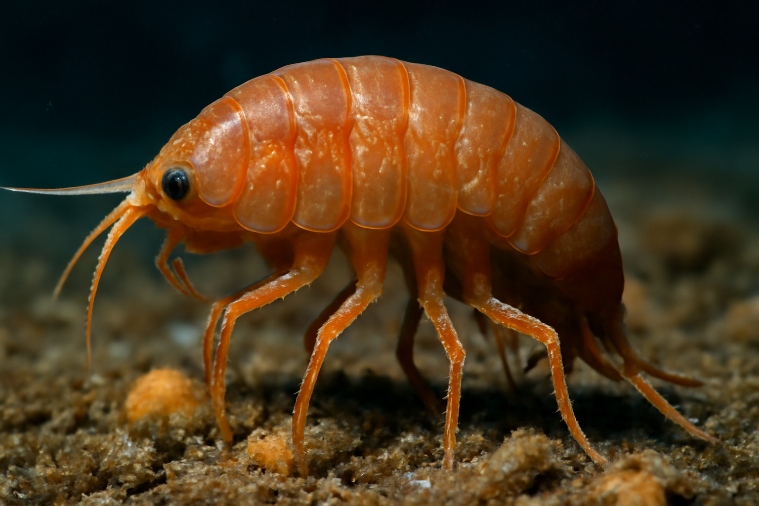 Antarctic Scavenger Amphipod