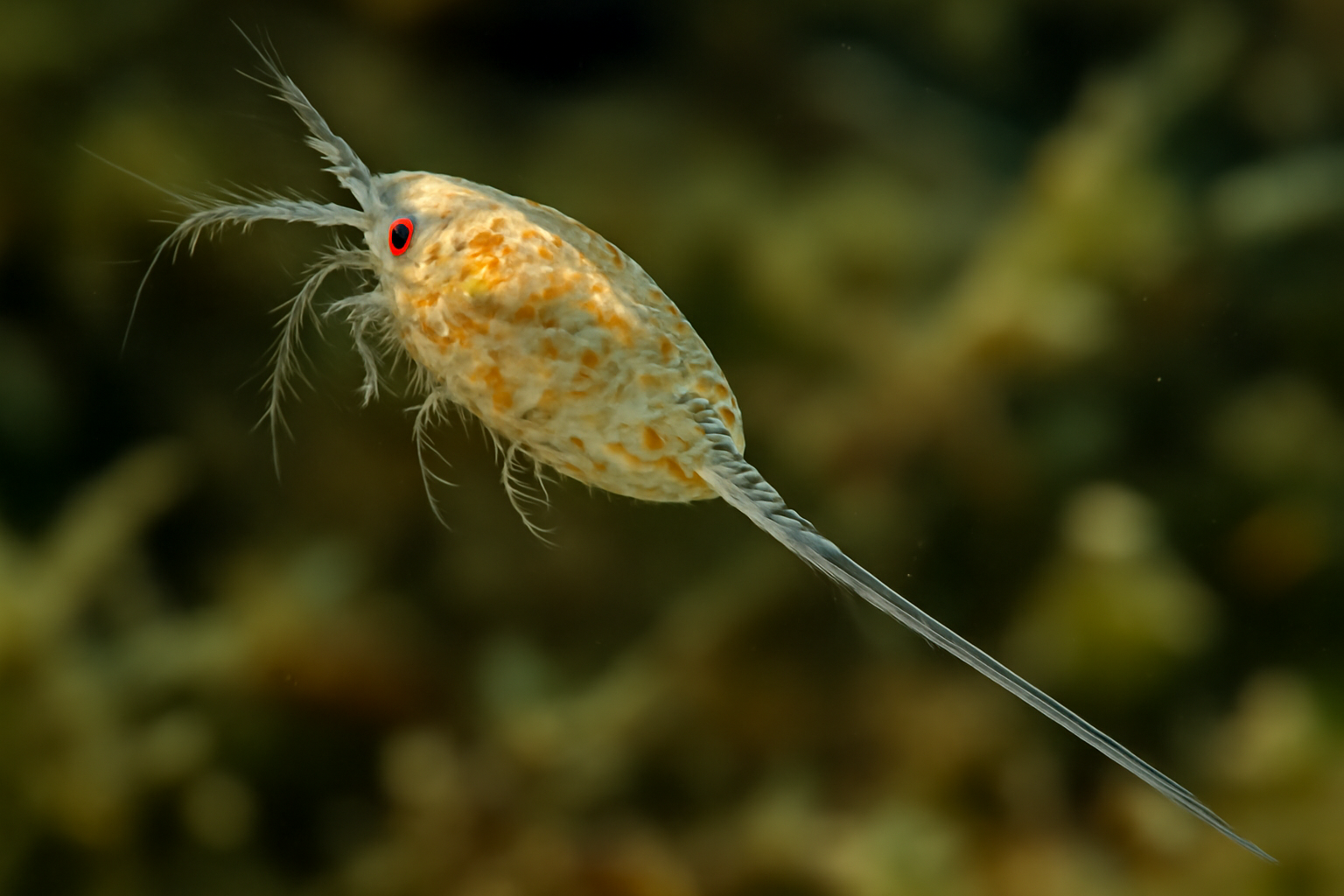 Long-tailed tisbe