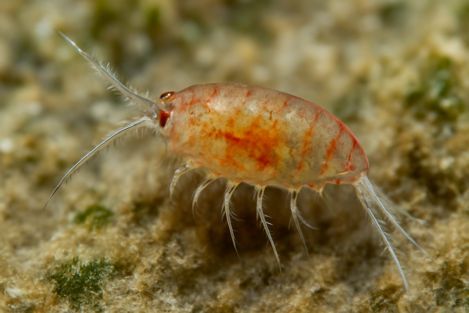 Benthic tisbe