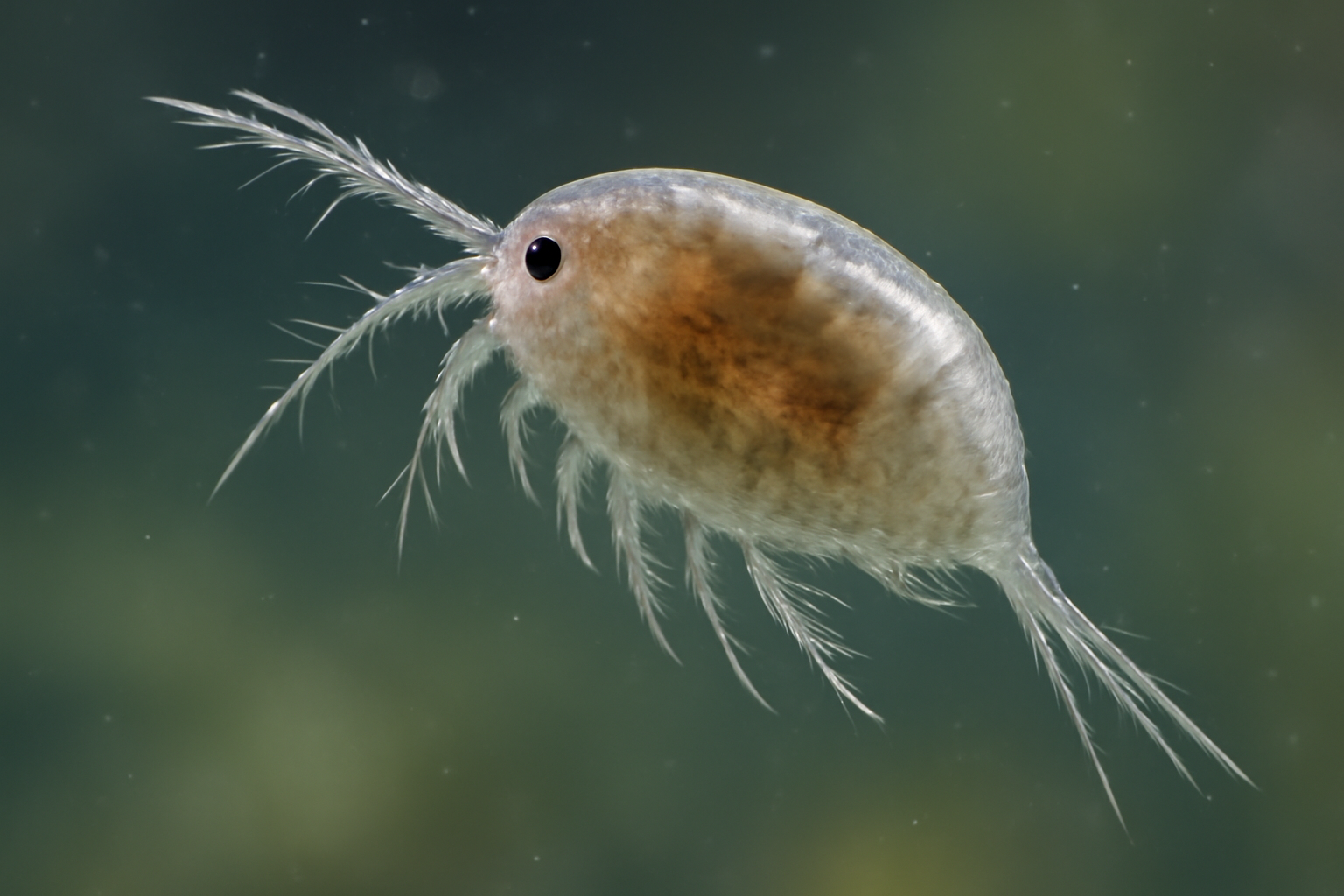 Gulf Cyclopetta
