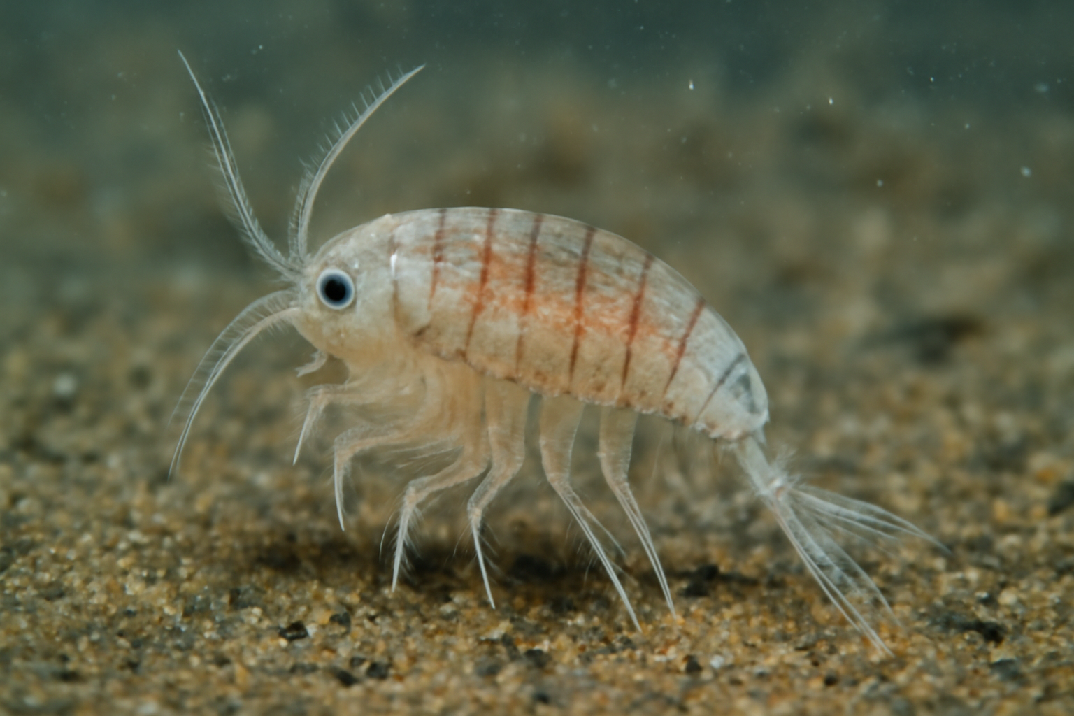 Pacific Cyclopetta