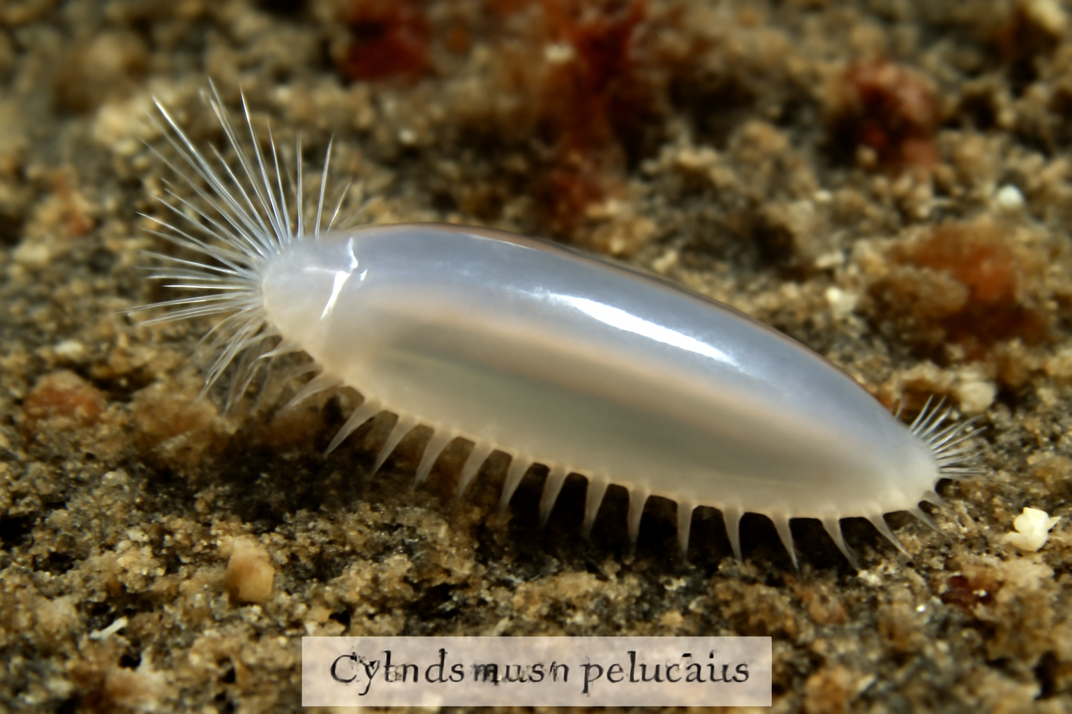 Cylindroncaeus pellucidus