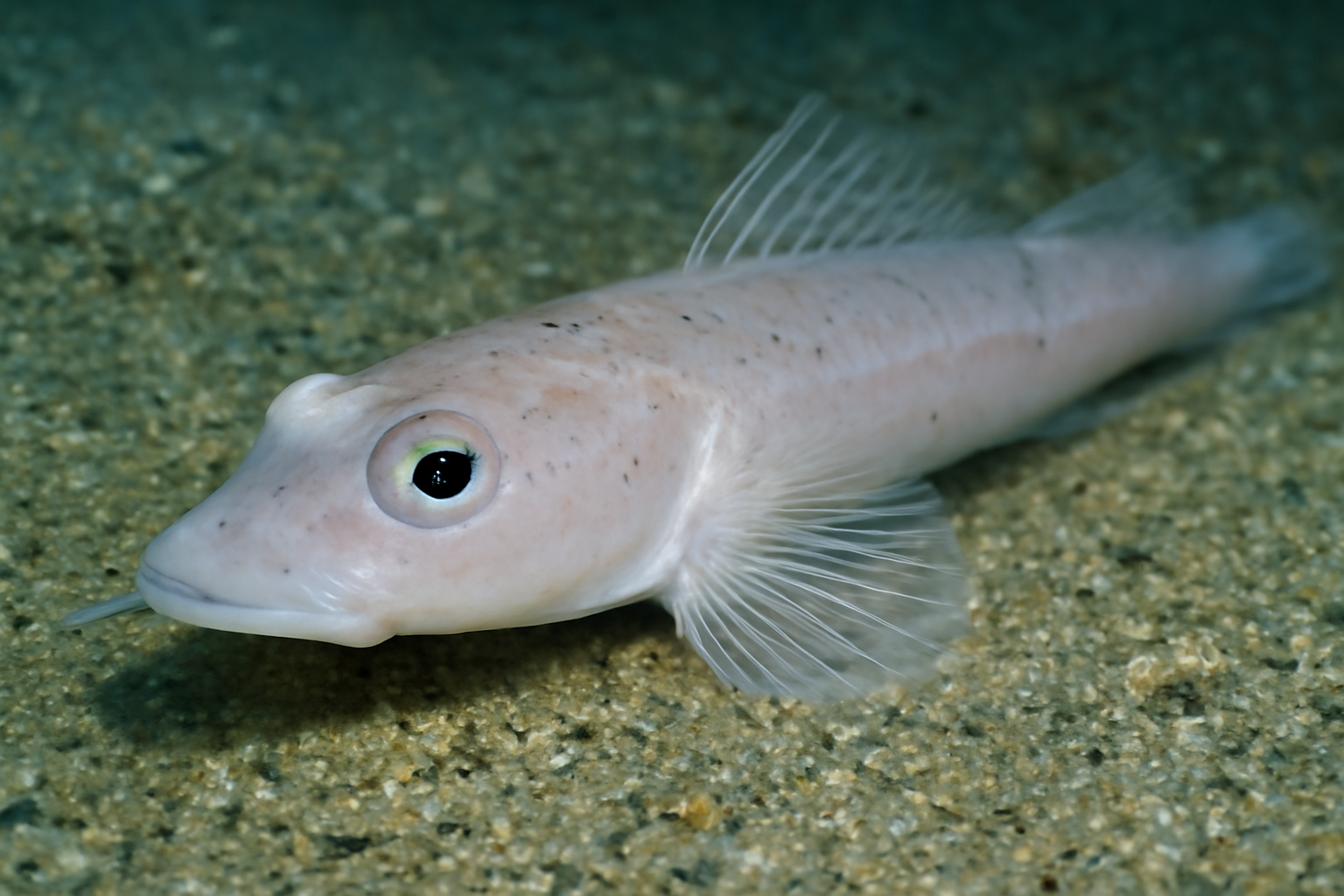 Ghost flathead
