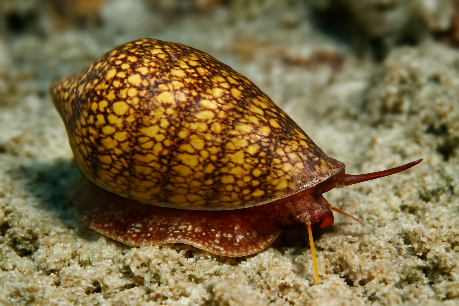 Filodularia's Cone Snail